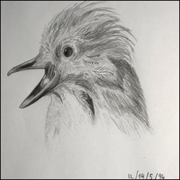 Eichelhäher (Bleistift, 1994)