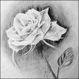 Rose (Bleistift)